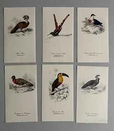 Set  6 stampe vintage  lito: UCCELLI anni 50-60