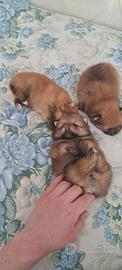 Cuccioli di spitz pomerania