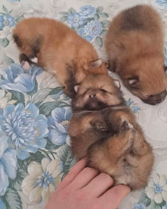 Cuccioli di spitz pomerania