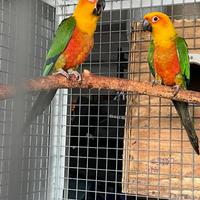 Coppia conuro jandaya