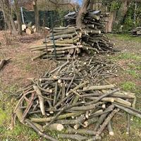 Legna da ardere  carpino