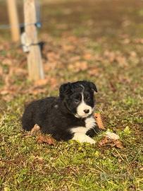 Cucciola di border collie