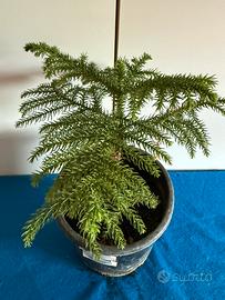 Araucaria heterophylla