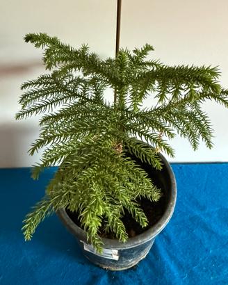 Araucaria heterophylla