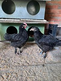 Gallo e gallina marans