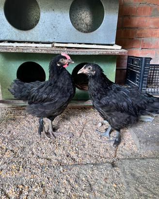 Gallo e gallina marans