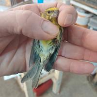 Solo per chi e interessato