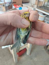 Solo per chi e interessato