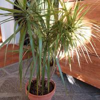 Pianta Dracena 