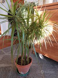 Pianta Dracena 