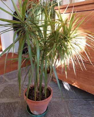 Pianta Dracena 