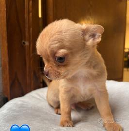 Cuccioli di chihuahua