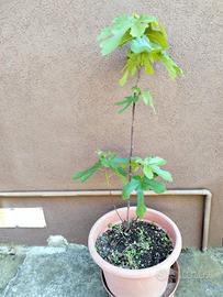 pianta fico giardino verde 1.20m albero