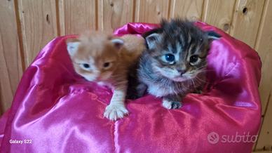 Cuccioli di mainecoon