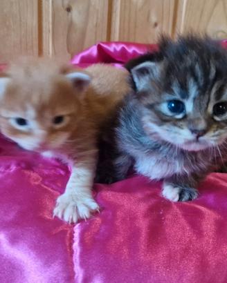 Cuccioli di mainecoon