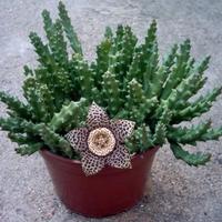 Pianta grassa Stapelia variegata