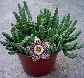 Pianta grassa Stapelia variegata