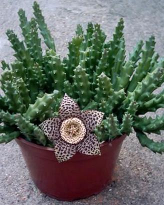 Pianta grassa Stapelia variegata