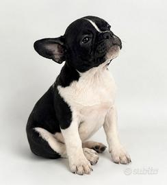 Bulldog Francese maschio - Black Pied