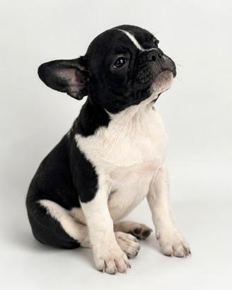 Bulldog Francese maschio - Black Pied