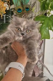 Gattina persiana cucciola