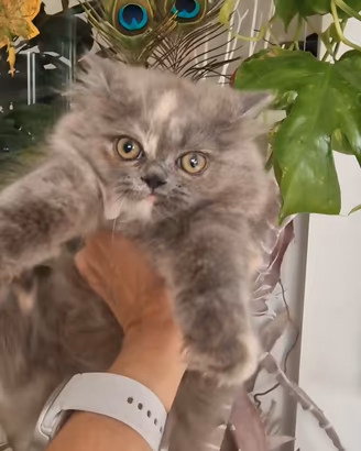 Gattina persiana cucciola