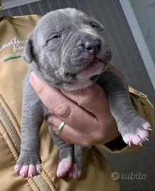 Cuccioli American Pitbull Terrier in standard UKC
