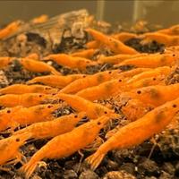 Neocaridina Orange Sakura Alto Grado