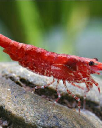 Caridine gamberetti Red cherry