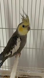 Calopsitta riproduttive