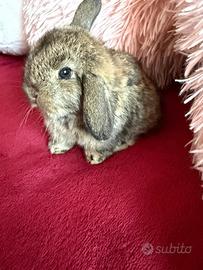 Cucciolo di coniglio ariete nano dolcissimo
