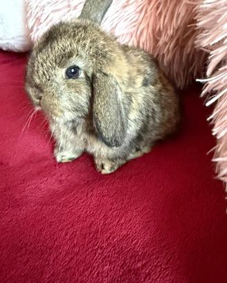 Cucciolo di coniglio ariete nano dolcissimo