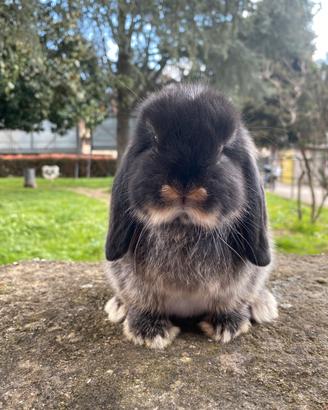 Coniglio Minilop Ariete