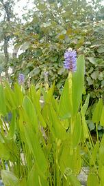 Piante palustri-Pontederia cordata