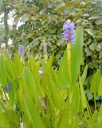 Piante palustri-Pontederia cordata