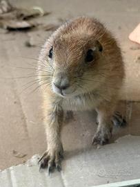 Cane prateria baby