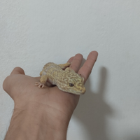 Geco leopardino