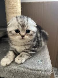 Scottish-fold