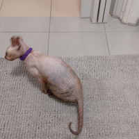 Cuccioli maschio e femmina sphinx