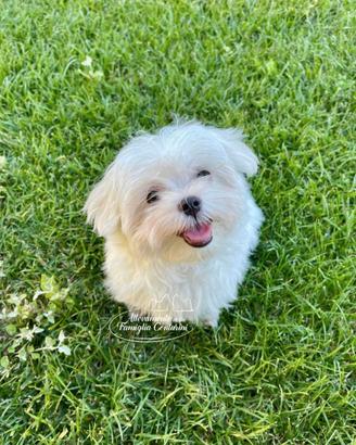 Cuccioli di MALTESE