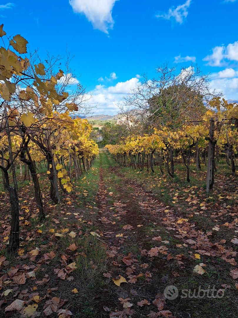 Terreno agricolo - Vista 5