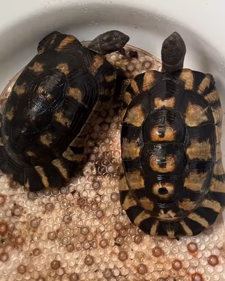 Tartarughe