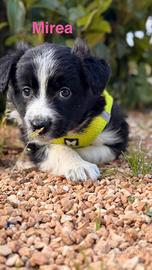 Mirea e Maya, cucciole simil border collie