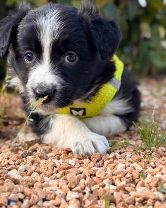 Mirea e Maya, cucciole simil border collie
