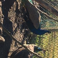 Vari animali da cortile anatre papere galline