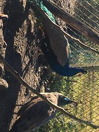 Vari animali da cortile anatre papere galline