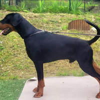 Dobermann cuccioli