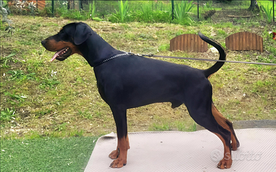 Dobermann cuccioli