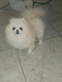 Spitz pomerania maschio adulto