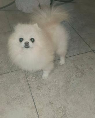 Spitz pomerania maschio adulto